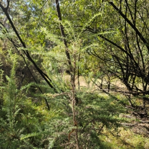 Cassinia aculeata subsp. aculeata at QPRC LGA - 5 Mar 2024 04:51 PM