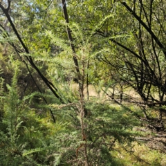 Cassinia aculeata subsp. aculeata at QPRC LGA - 5 Mar 2024