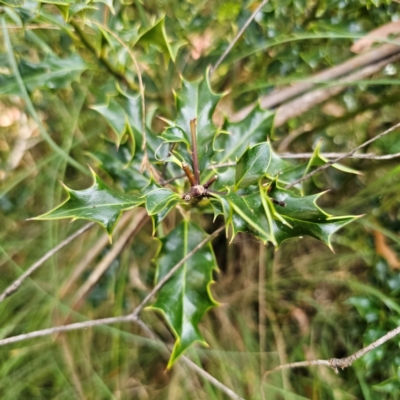 Ilex aquifolium (Holly) at Captains Flat, NSW - 5 Mar 2024 by Csteele4