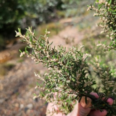 Pomaderris angustifolia (Pomaderris) at Captains Flat, NSW - 5 Mar 2024 by Csteele4