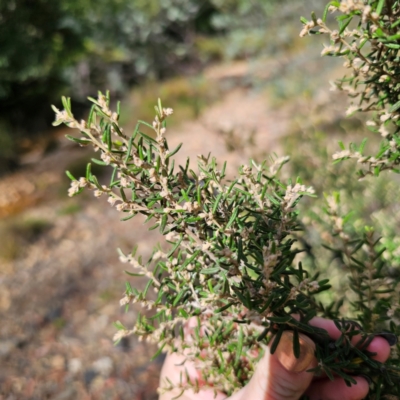 Pomaderris angustifolia (Pomaderris) at Captains Flat, NSW - 5 Mar 2024 by Csteele4