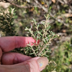Pomaderris angustifolia at QPRC LGA - 5 Mar 2024