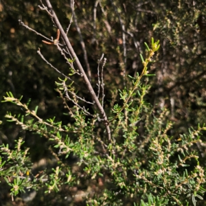 Pomaderris angustifolia at QPRC LGA - 5 Mar 2024