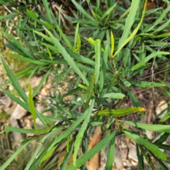 Lomatia myricoides (River Lomatia) at Captains Flat, NSW - 5 Mar 2024 by Csteele4