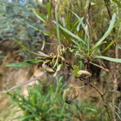 Lomatia myricoides at QPRC LGA - 5 Mar 2024