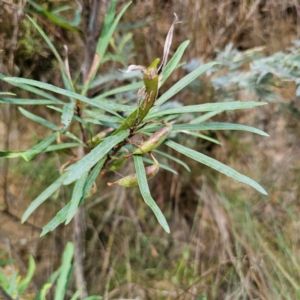 Lomatia myricoides at QPRC LGA - 5 Mar 2024