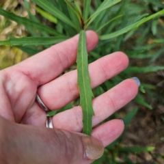 Lomatia myricoides at QPRC LGA - 5 Mar 2024