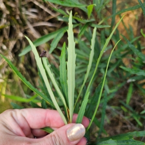 Lomatia myricoides at QPRC LGA - 5 Mar 2024