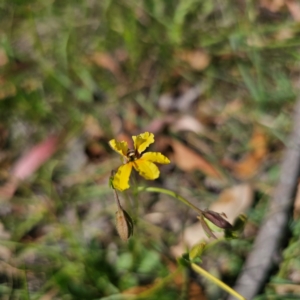 Goodenia paradoxa at QPRC LGA - 5 Mar 2024