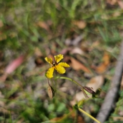 Velleia paradoxa (Spur Velleia) at Captains Flat, NSW - 5 Mar 2024 by Csteele4