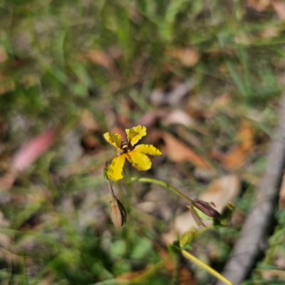 Velleia paradoxa (Spur Velleia) at Captains Flat, NSW - 5 Mar 2024 by Csteele4