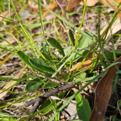 Goodenia paradoxa at QPRC LGA - 5 Mar 2024