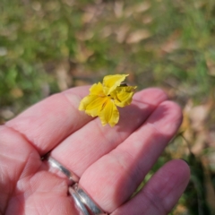 Goodenia paradoxa at QPRC LGA - 5 Mar 2024