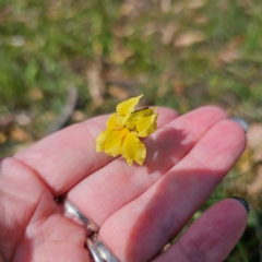 Goodenia paradoxa at QPRC LGA - 5 Mar 2024