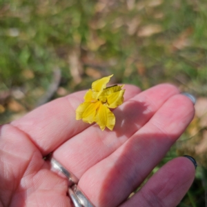 Goodenia paradoxa at QPRC LGA - 5 Mar 2024