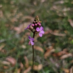 Stylidium graminifolium (grass triggerplant) at QPRC LGA - 5 Mar 2024 by Csteele4