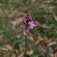 Stylidium graminifolium (Grass Triggerplant) at Captains Flat, NSW - 5 Mar 2024 by Csteele4