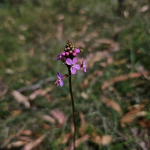 Stylidium graminifolium at QPRC LGA - 5 Mar 2024