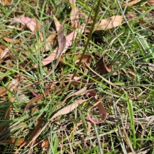 Stylidium graminifolium at QPRC LGA - 5 Mar 2024 04:19 PM