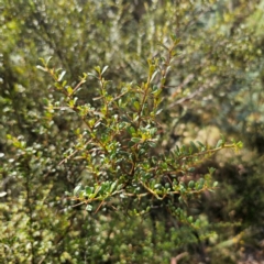 Bursaria spinosa subsp. lasiophylla (Australian Blackthorn) at Captains Flat, NSW - 5 Mar 2024 by Csteele4