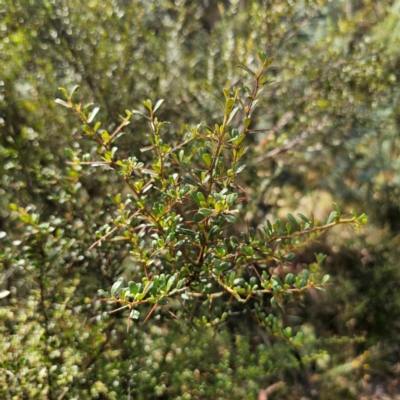 Bursaria spinosa subsp. lasiophylla (Australian Blackthorn) at Captains Flat, NSW - 5 Mar 2024 by Csteele4