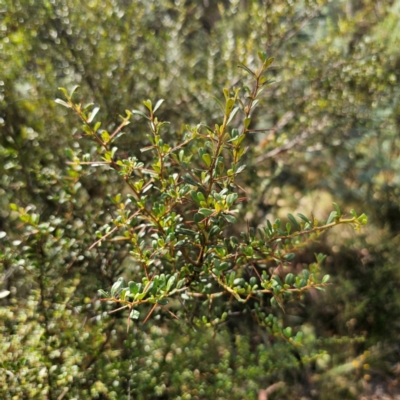 Bursaria spinosa subsp. lasiophylla (Australian Blackthorn) at QPRC LGA - 5 Mar 2024 by Csteele4