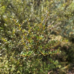 Bursaria spinosa subsp. lasiophylla (Australian Blackthorn) at QPRC LGA - 5 Mar 2024 by Csteele4