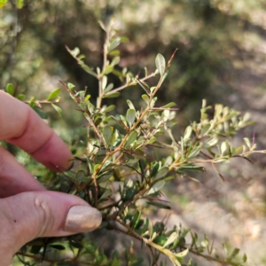 Bursaria spinosa subsp. lasiophylla at QPRC LGA - 5 Mar 2024 04:16 PM