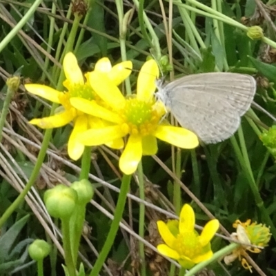 Zizina otis (Common Grass-Blue) at Yarralumla, ACT - 29 Feb 2024 by AndyRussell