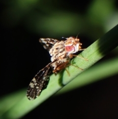 Austrotephritis sp. (genus) (Fruit fly or Seed fly) at Mount Painter - 3 Mar 2024 by CathB