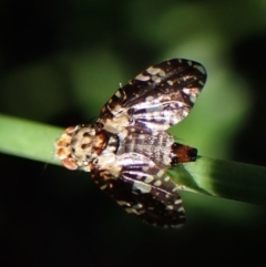 Austrotephritis sp. (genus) at Mount Painter - 3 Mar 2024