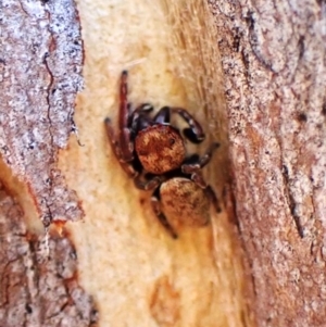 Unidentified Jumping or peacock spider (Salticidae) at suppressed by CathB