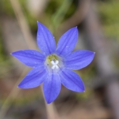 Wahlenbergia stricta subsp. stricta (Tall Bluebell) at Namadgi National Park - 28 Feb 2024 by SWishart