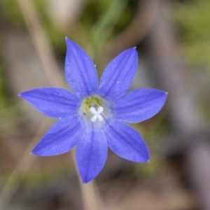 Wahlenbergia stricta subsp. stricta at Namadgi National Park - 28 Feb 2024