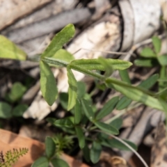 Wahlenbergia stricta subsp. stricta at Namadgi National Park - 28 Feb 2024