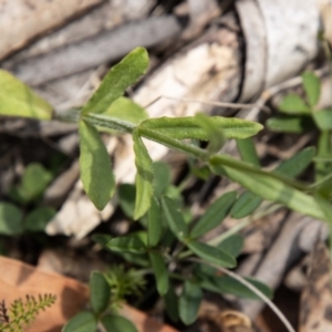 Wahlenbergia stricta subsp. stricta at Namadgi National Park - 28 Feb 2024