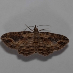 Chloroclystis filata (Filata Moth, Australian Pug Moth) at QPRC LGA - 4 Mar 2024 by MarkT