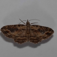 Chloroclystis filata (Filata Moth, Australian Pug Moth) at Jerrabomberra, NSW - 3 Mar 2024 by MarkT