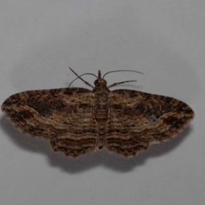 Unidentified Moth (Lepidoptera) at suppressed by MarkT