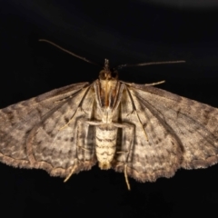 Chloroclystis filata at QPRC LGA - 4 Mar 2024