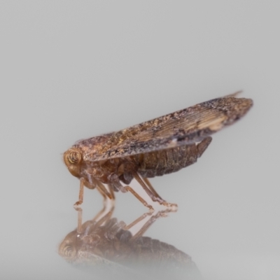 Scolypopa australis (Passionvine hopper, Fluffy bum) at Jerrabomberra, NSW - 4 Mar 2024 by MarkT