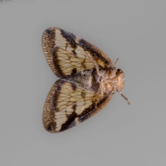 Scolypopa australis at QPRC LGA - 4 Mar 2024