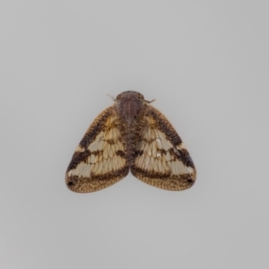 Scolypopa australis at QPRC LGA - 4 Mar 2024