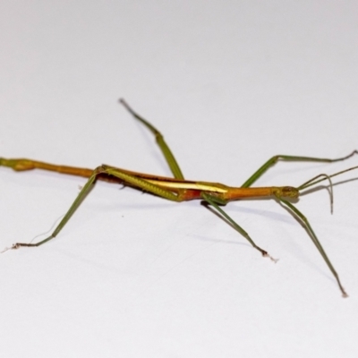 Pseudomantis albofimbriata at Penrose, NSW - 4 Mar 2024 by Aussiegall