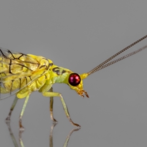 Unidentified Lacewing (Neuroptera) at suppressed by MarkT
