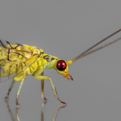Italochrysa insignis (A Green Lacewing) at Jerrabomberra, NSW - 4 Mar 2024 by MarkT