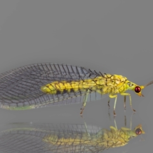 Italochrysa insignis at QPRC LGA - suppressed