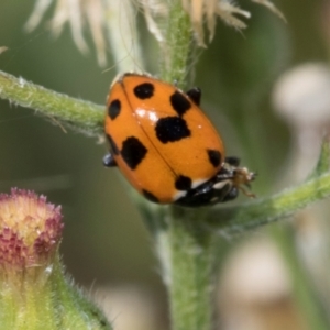 Hippodamia variegata (Spotted Amber Ladybird) at Parkes, ACT by AlisonMilton