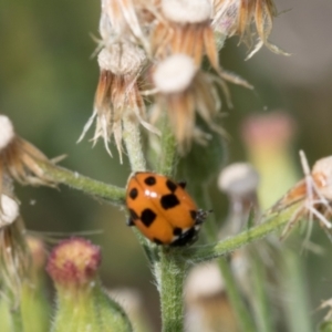 Hippodamia variegata at Lake Burley Griffin West - 5 Mar 2024