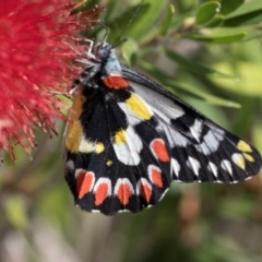 Delias aganippe (Spotted Jezebel) at Lake Burley Griffin West - 5 Mar 2024 by AlisonMilton